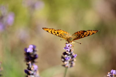 Close-up of butterfly on flower