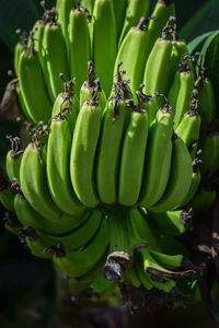 Close-up of bananas