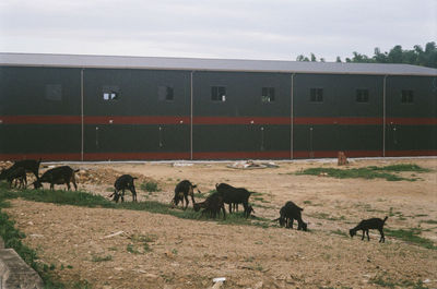 Horses on a field