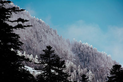 Low angle view of trees against sky