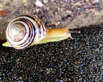 Close-up of shells shells