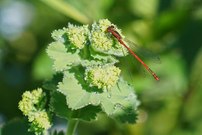 Close-up of insect on plant