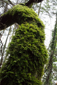 Low angle view of moss covered tree in forest