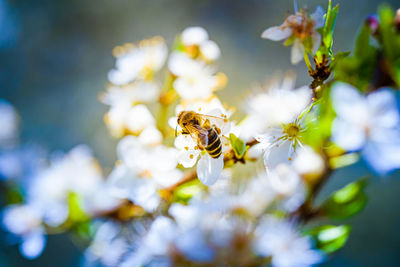 Close-up of bee on flower