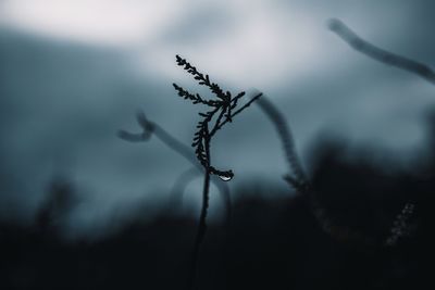 Close-up of silhouette wet plant on field