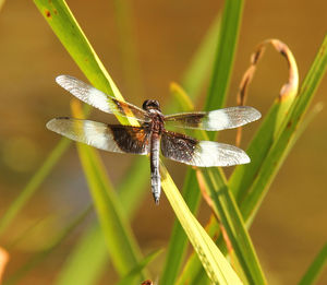 Close-up of dragonfly on plant