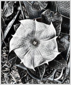 Macro shot of flower