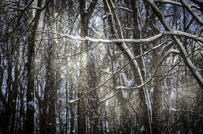 Low angle view of bamboo trees in forest during winter