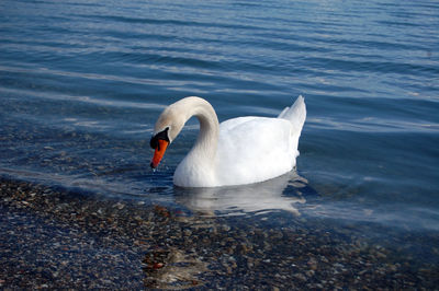 Swan floating on lake