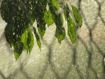 Close-up of fresh green plants