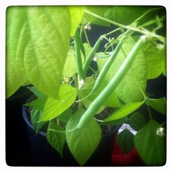 Close-up of insect on plant