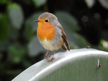 Close-up of bird perching outdoors