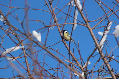 Low angle view of bird perching on tree against sky