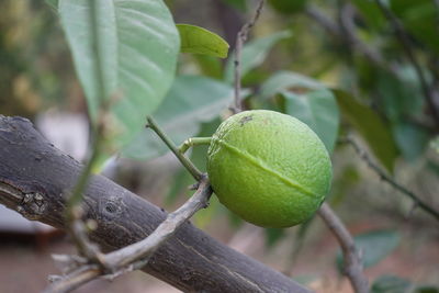 Close-up of fruit on tree