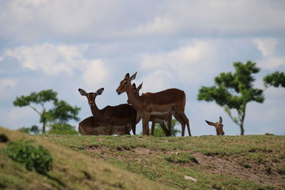 Horses on a field