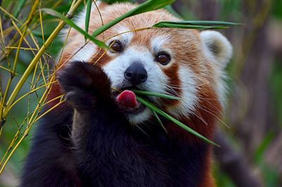 Close-up of red  panda