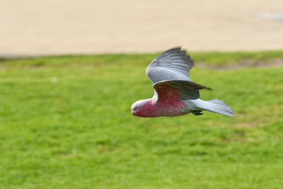 Bird flying over a field