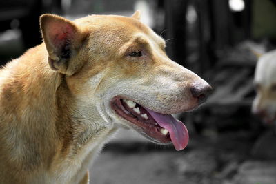 Close-up of a dog looking away