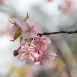 Close-up of cherry blossoms