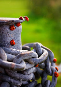 Red ladybugs on metallic chains