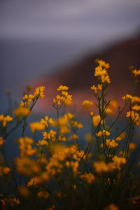 Close-up of yellow flowering plant on field