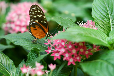 Close-up of butterfly pollinating on pink flower