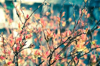 Close-up of branches against blurred background