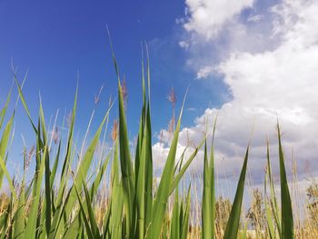 Close-up of stalks against blue sky