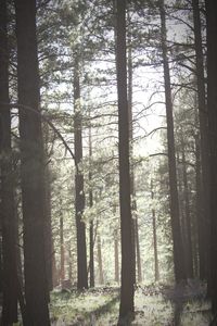 Trees in forest