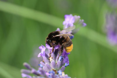 Honey bee pollinating on purple flower