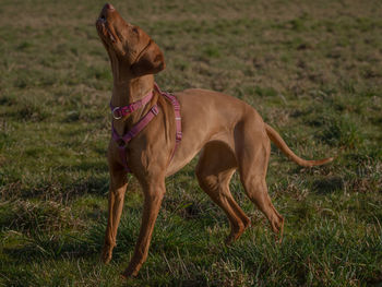 Dogs running on field