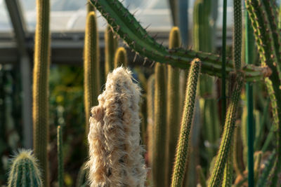 Close-up of cactus plant