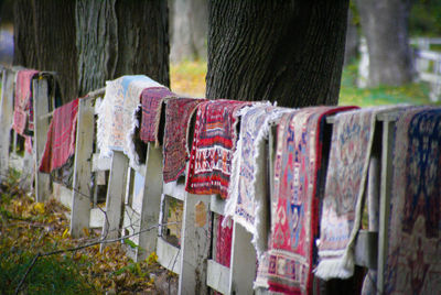 Close-up of clothes hanging on tree trunk