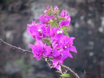 Close-up of pink flowers blooming outdoors