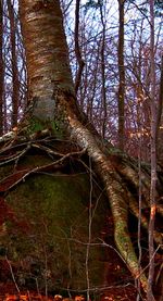 View of bare trees in forest