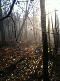 Trees in forest during autumn