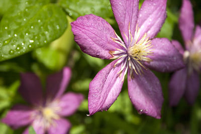 Close-up of water drops on purple flower