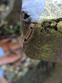 High angle view of butterfly on tree trunk