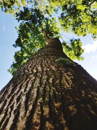 Low angle view of tree trunk against sky