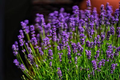 Close-up of purple flowering plants in field