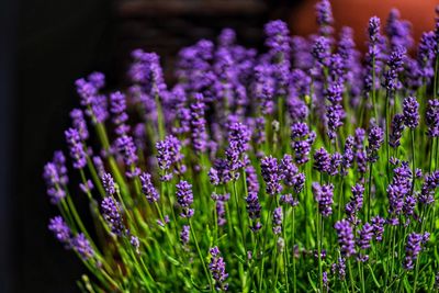 Close-up of purple flowering plants in field