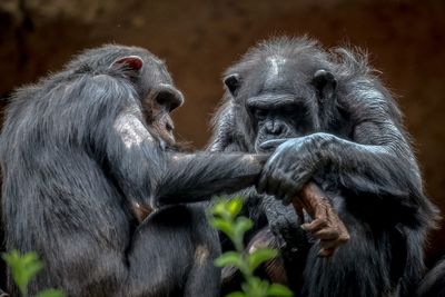 Close-up of chimpanzees at zoo