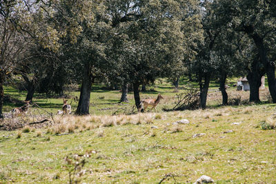 View of trees on field