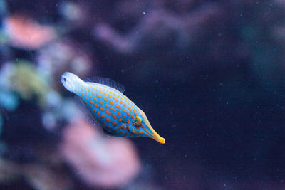 Close-up of fish swimming in tank at aquarium