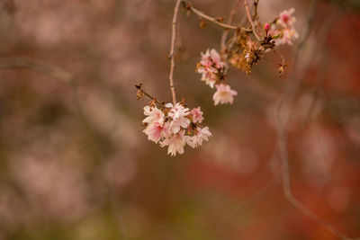 Close-up of bee pollinating flower