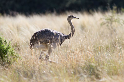 Side view of a bird on field