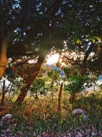 Trees in forest