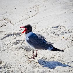 Laughing gull with beak open on beach