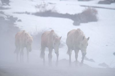 Horses in a snow