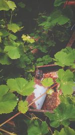 Close-up of ivy growing on tree